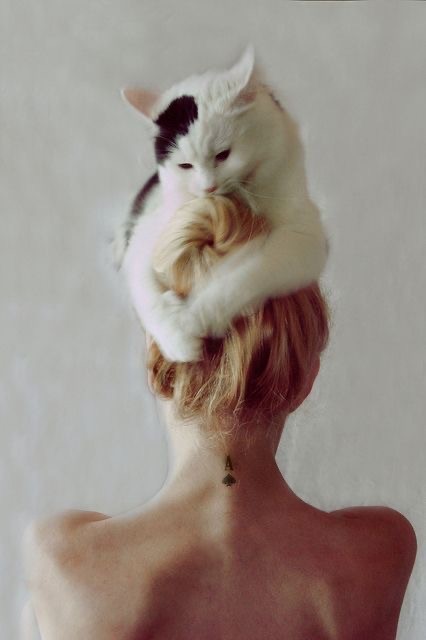 Кошачьи выкрутасы
