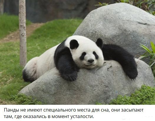 Панда Катюша проходит медосмотр