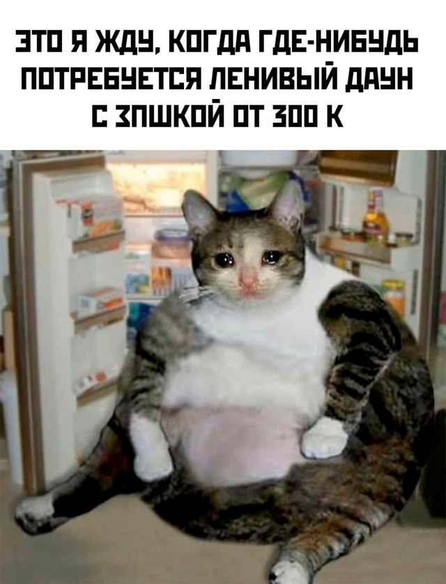 Весёлый полтишок 14.10.2024
