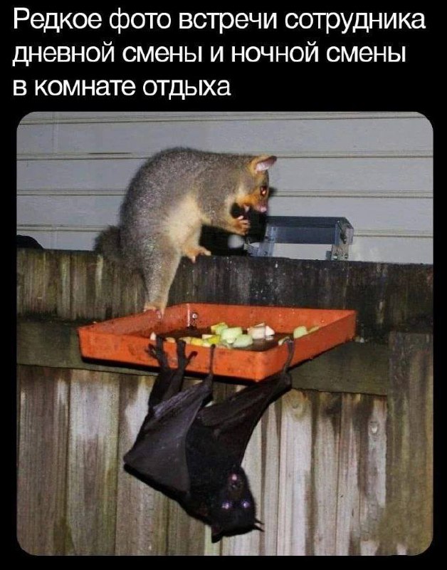 Картинки для деградации 7 (разной степени свежести)