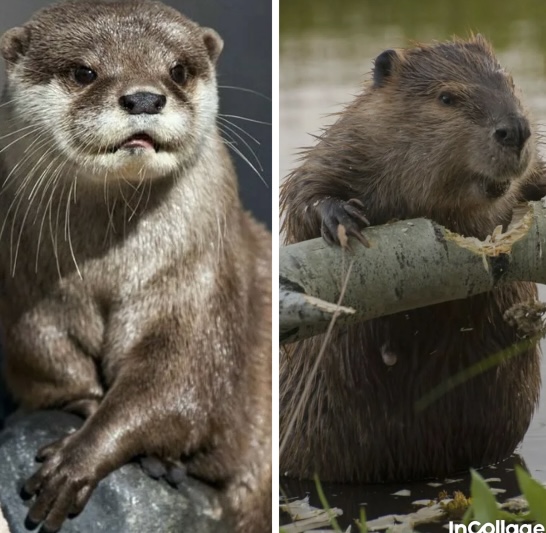 Клуб говорунов (литературный)