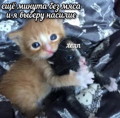 Котямбосы