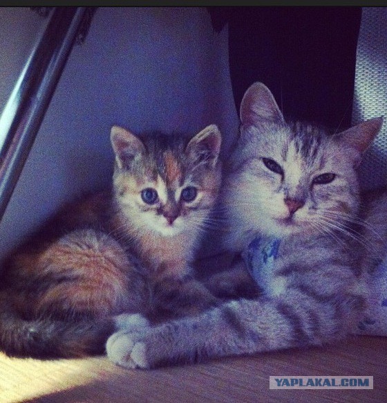 Спасение кошки и 4 котят