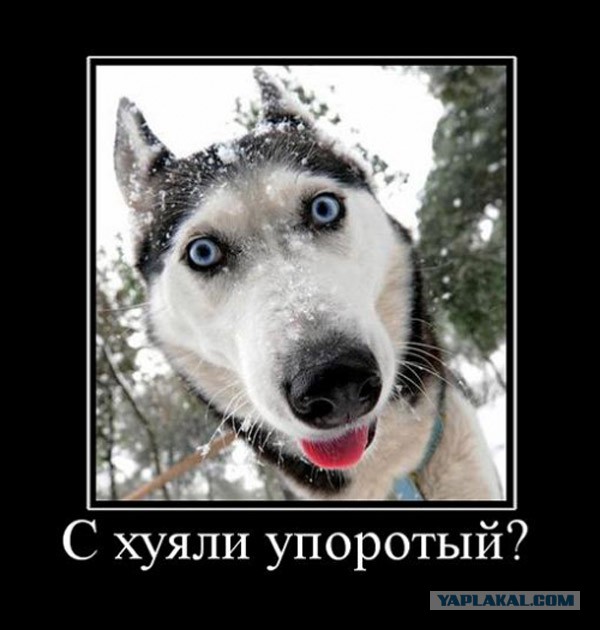 Щенок хаски