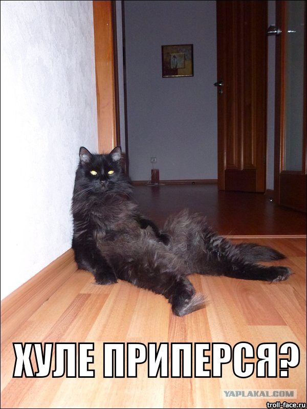 Прихожу домой. встречает кот..