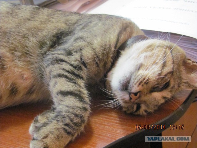 Котовторник 05.08.2014