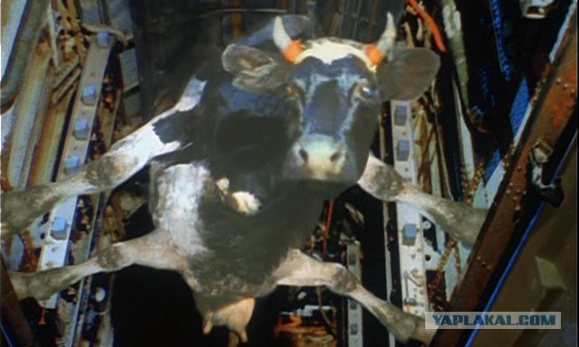 Мальчик быстро избавился от шума за окном