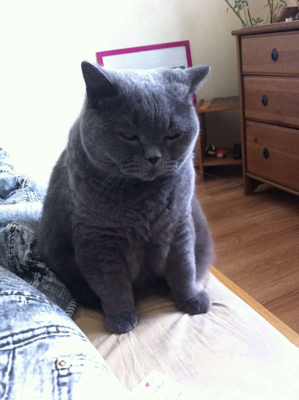 Котовторник 09.09.2014