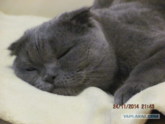 Котовторник 25.11.2014