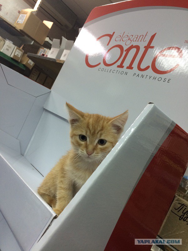 Котовторник наступил!:)