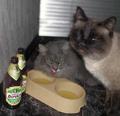 Коты, кошки, котята