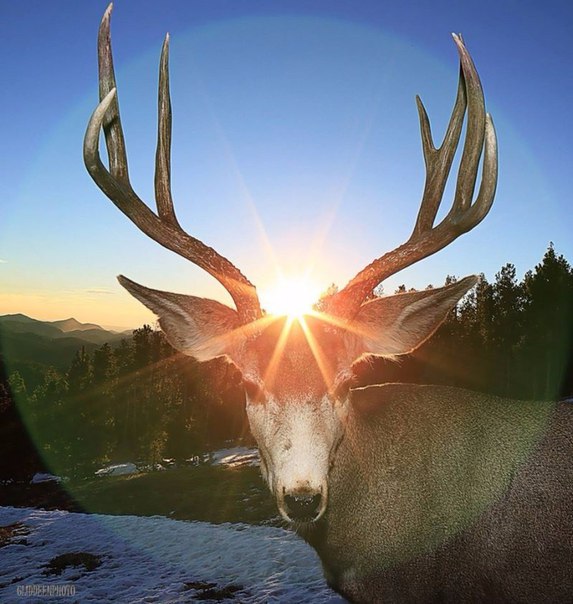 Картинки из сети