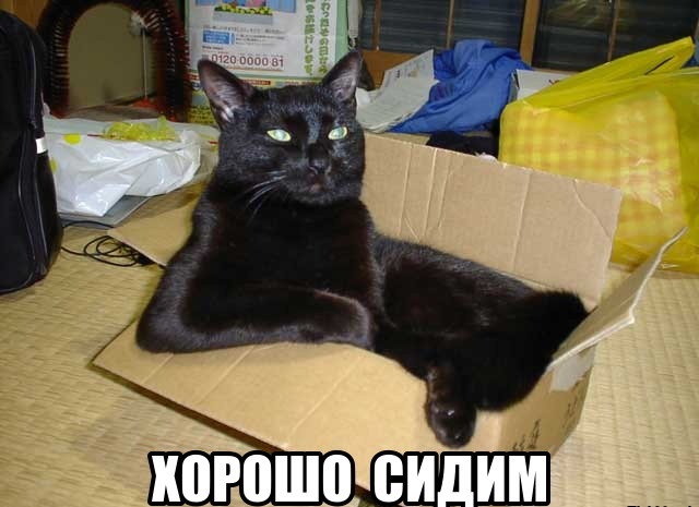 "Оскара" - котикам!