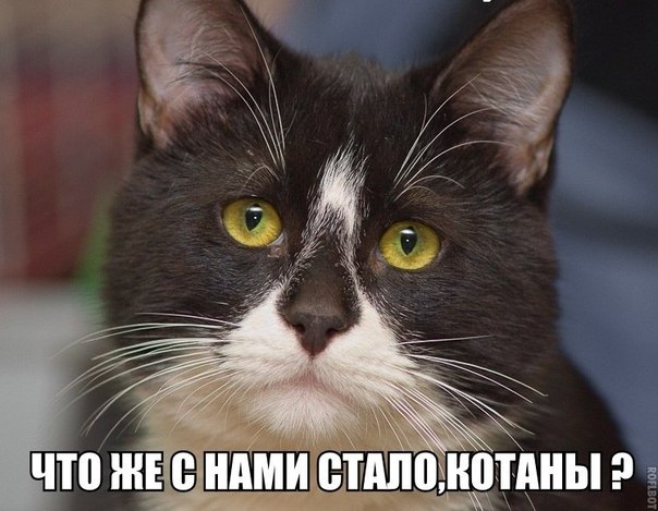 Наболевшая тема об опытах над животными.