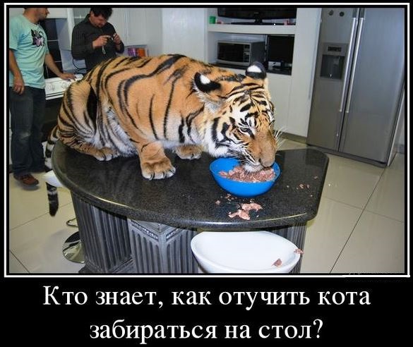 Тигра попрыгун