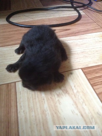 Котовторник 09.08.2016