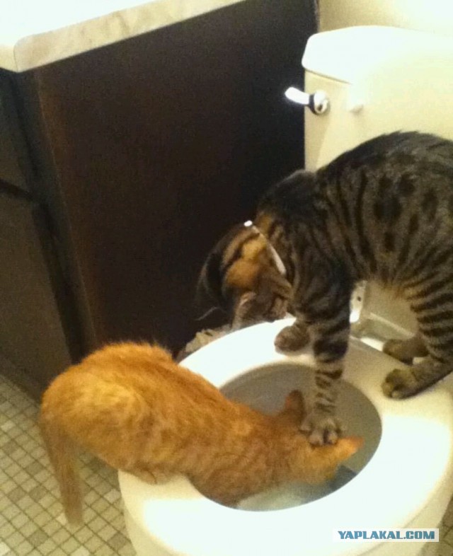 Коты из сети