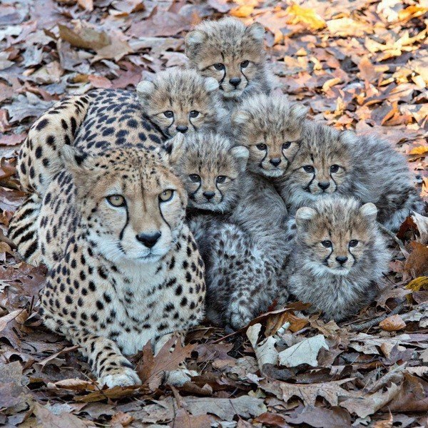 Самые смешные животные