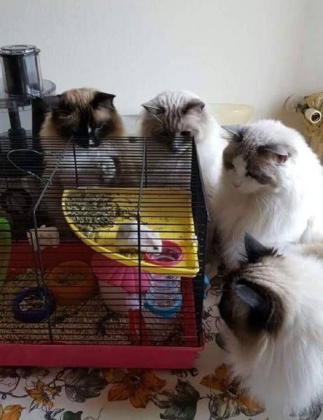Коты и Кошки