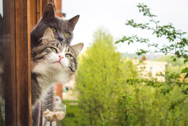 Коты и Кошки