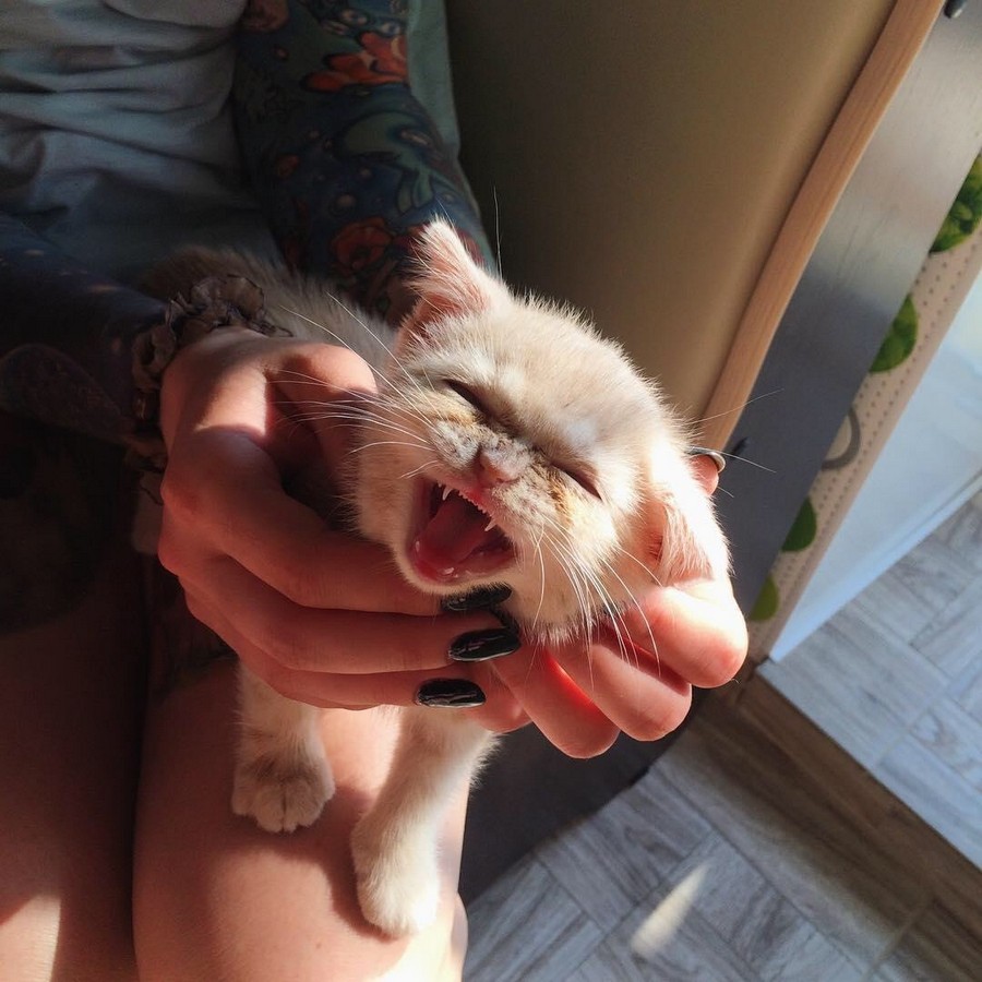 Кошка не умеет втягивать когти. Животные с втяжными когтями. кошки которые не умеют втягивать когти. фото страшнее кошки зверя нету.