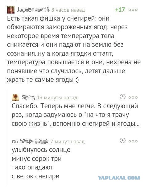 Смешные комментарии из социальных сетей 22.12.2017