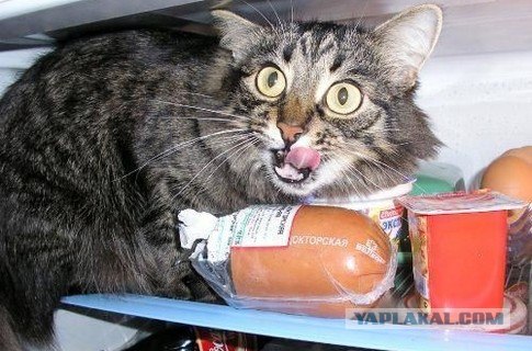 Вот так и рождаются мифы про домовых