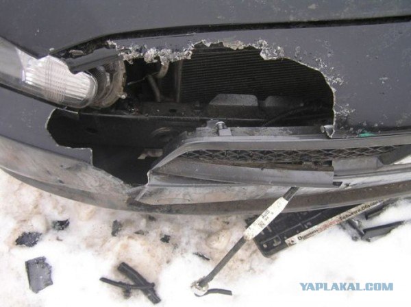 Собаки разорвали автомобиль