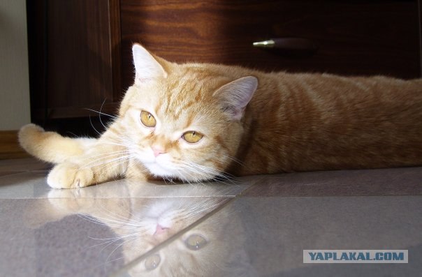 Рыжий котовторник на ЯПлакал!, Смотрим  и добавляем!