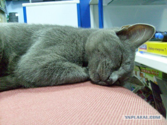 Котовторник на ЯПлакалъ! От числа 09.09.08