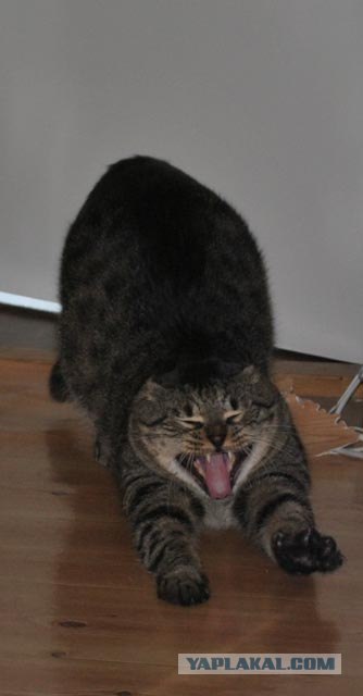 Котопятница