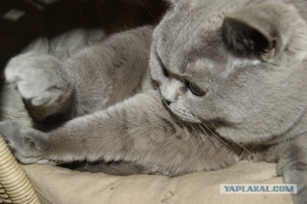 Котовторник, 19 октября