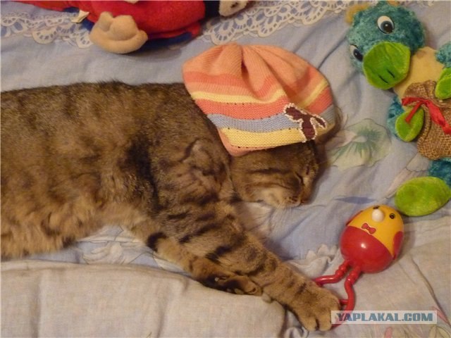 Котовторник. А как же?!