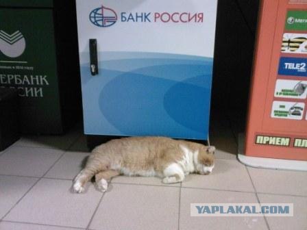 Начало - Третий уровень (Котовторник)