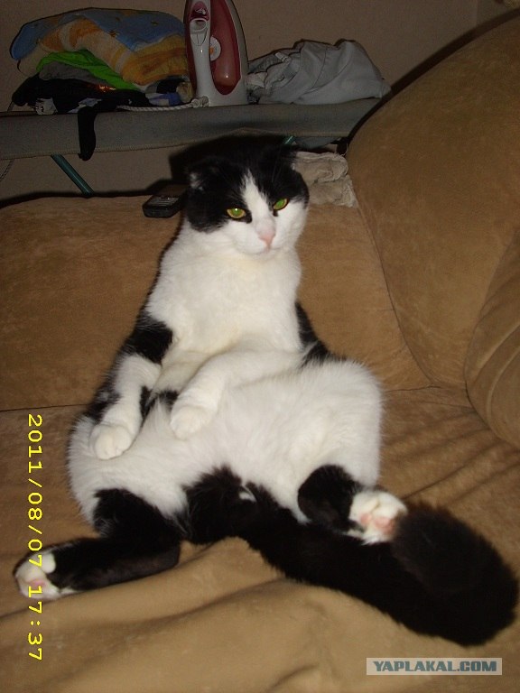 КОТОВТОРНИК (6.03.2012)