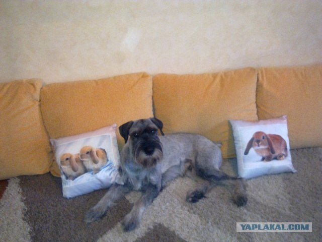 Веселый собак