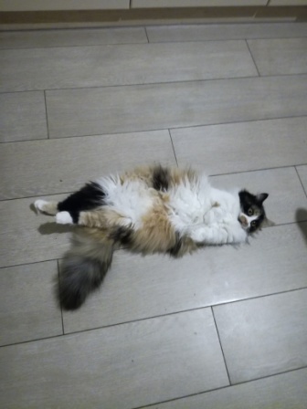 Зимние коты