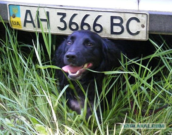 Собакочетверг!
