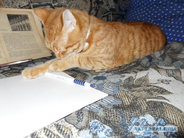 Новогодний Котовторник 01.01.2013