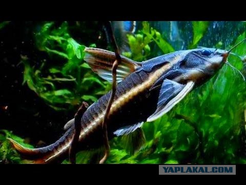 Как я обзавелся домашним питомцем.