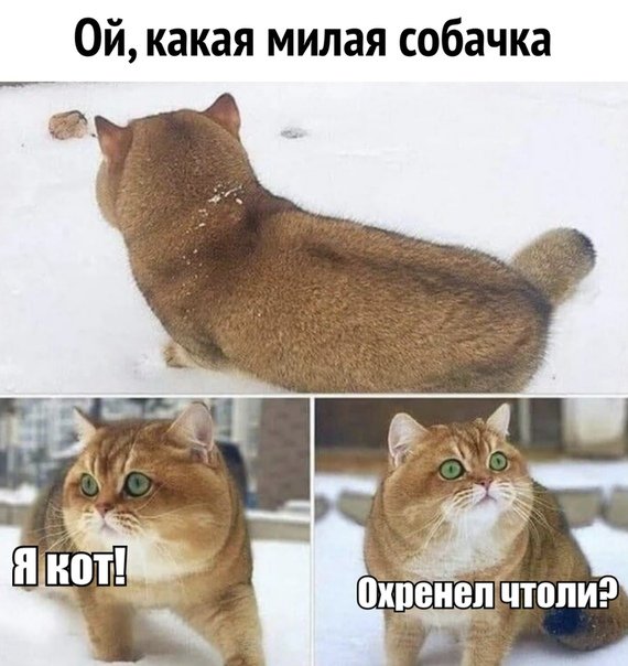 Свежие мемы и демотиваторы