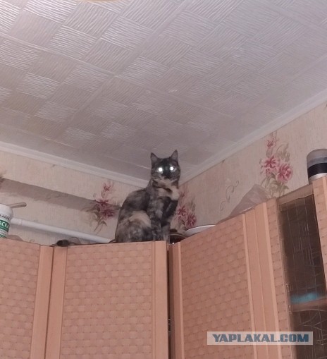 Правильный кот пользуется унитазом, а не лотком