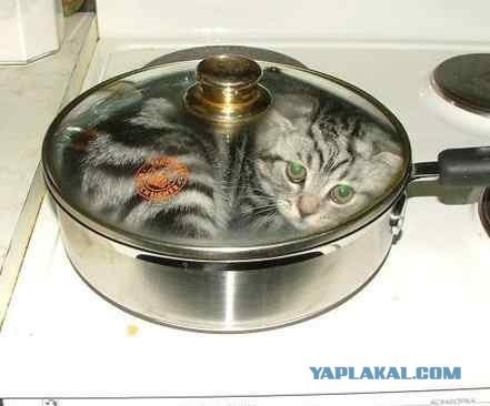 Кому котика?