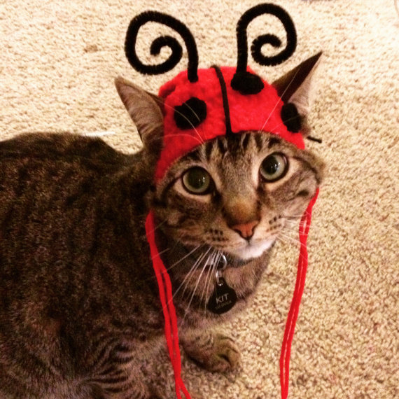 "Удоли!" Дурацкие фото котеек, которые они просили не показывать