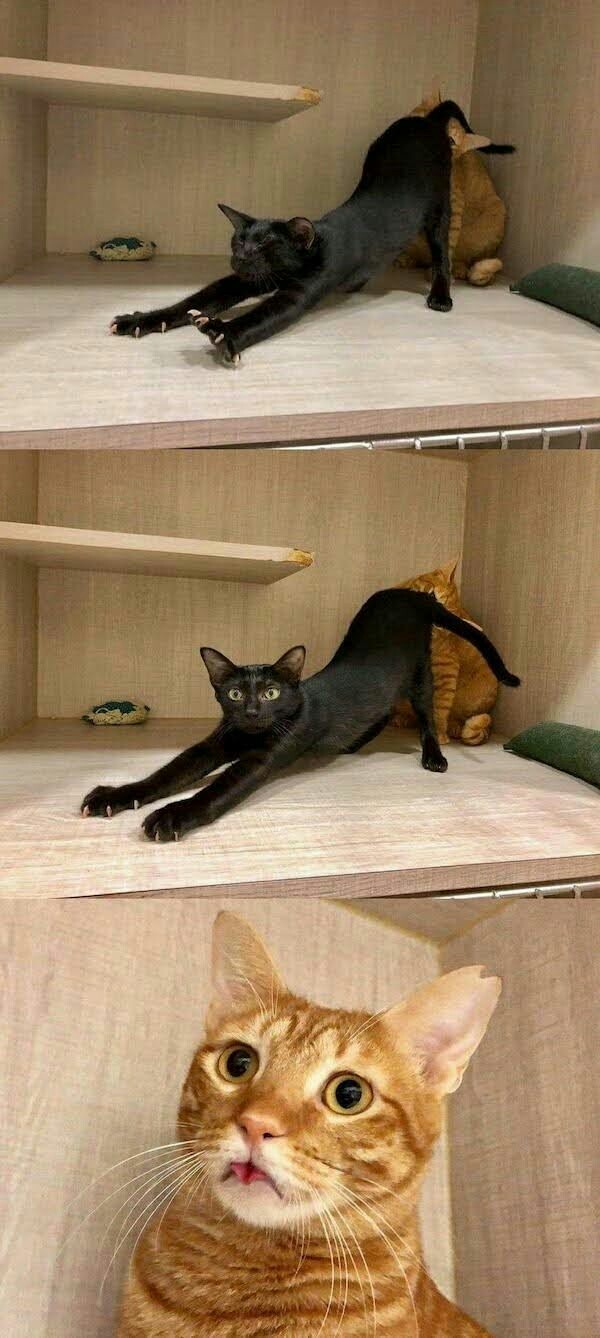 Картинки с котами и про котов