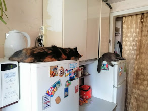Кошки часто любят отдыхать там, где их, в принципе, не должно быть