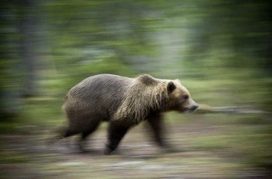 Порядок подготовки косолапого к зимней спячке