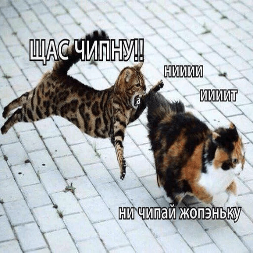 Кусь за попу картинки