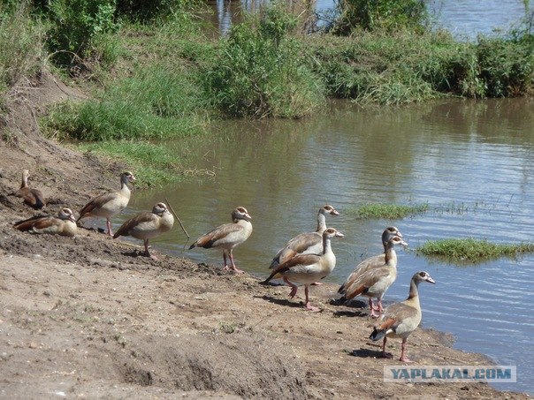 AFRICA - (Эфиопия,Кения,Танзация) 4-16 ноября 2011