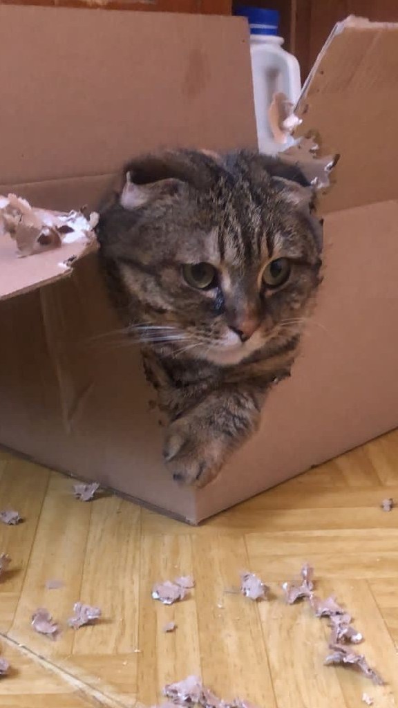 Котовторник! 16+ Коллеги-рабы, отмечаемся, у кого хозяину много лет!